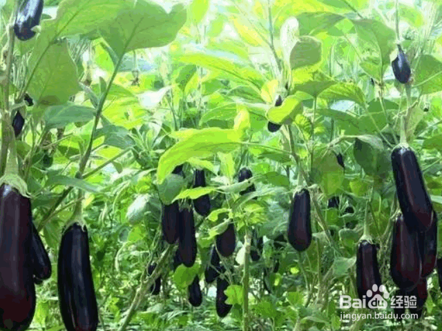 茄子整枝、剪叶、摘叶的方法