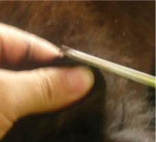 怎样给松狮犬美容