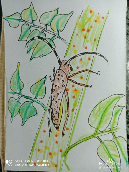 怎样画简笔画树上的天牛?