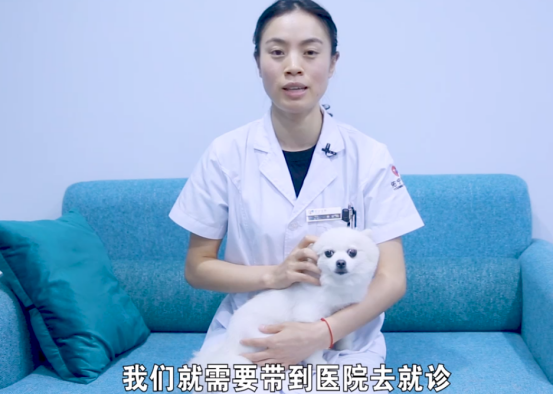 狗狗偷吃了奶油蛋糕，应该怎么办