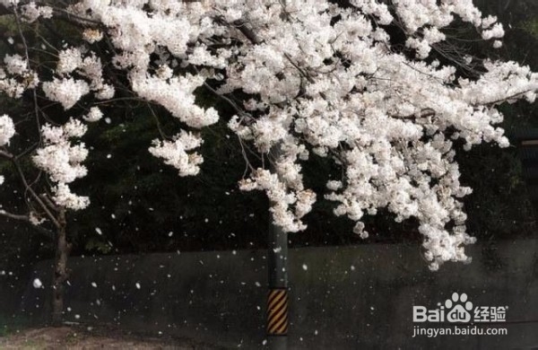 北京春天：赏花好去处