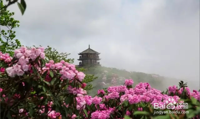 金佛山杜鹃花赏花路线