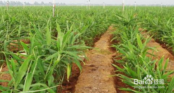 新收的姜怎样保存