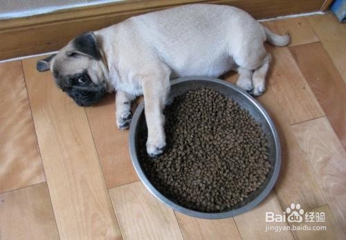 巴哥犬训练不好怎么办？