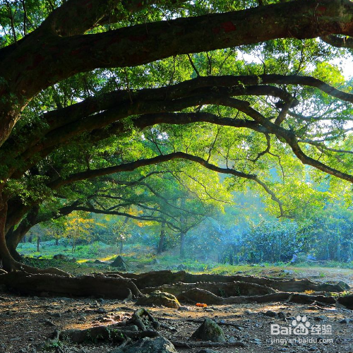 榕树黄叶掉叶应该怎么办?