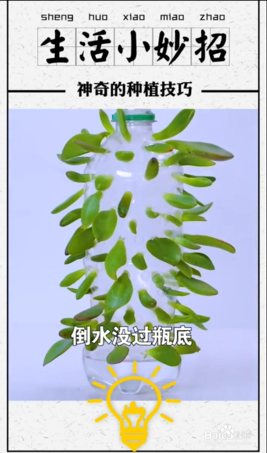 植物种植小技巧