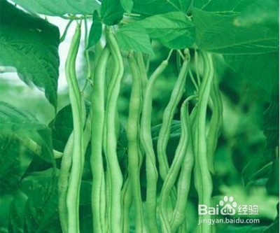 被誉为天然钙片的8类平民食物