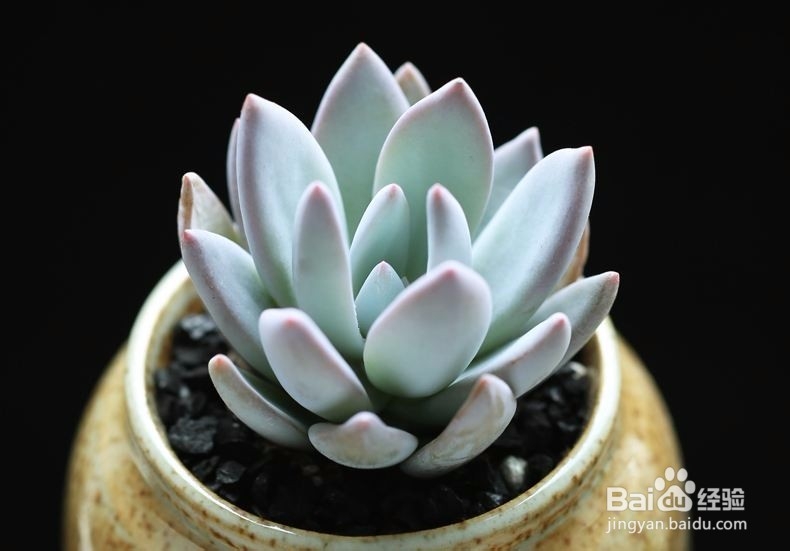 适合新手养的是多肉植物有哪些