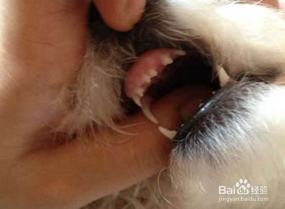 狗狗挑食不爱吃饭怎么办?如何解决狗狗厌食