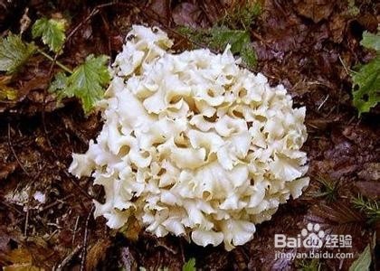 <b>“阳光蘑菇”绣球菇</b>