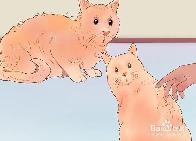 如何判断猫是否生病