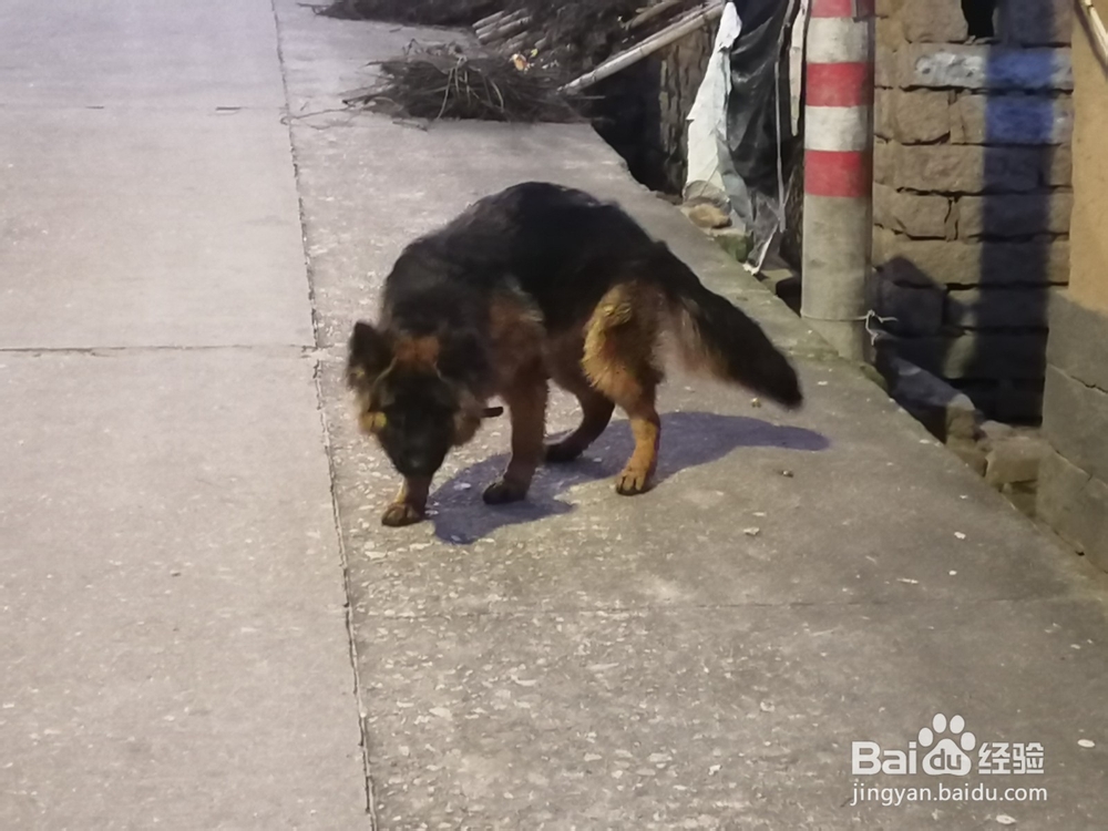 怎样驯服狗认你为主人