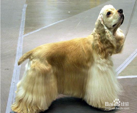 可卡犬好养吗