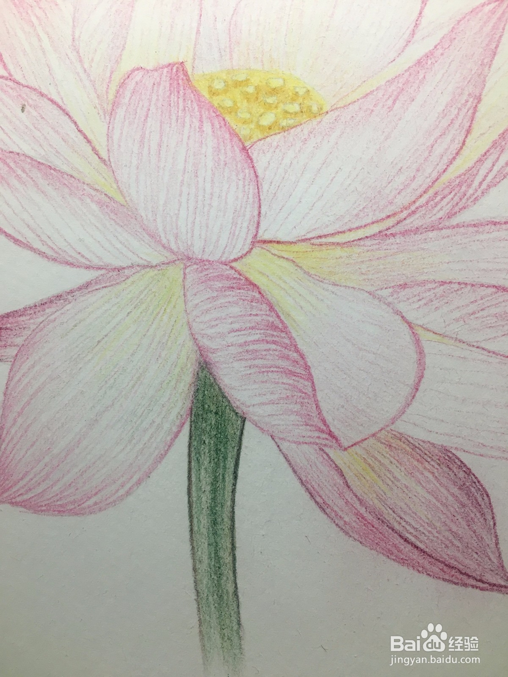 手绘画一朵荷花的彩铅画 莲花铅笔画
