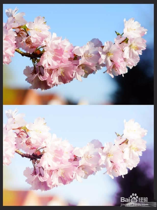 Photoshop樱花摄影后期处理