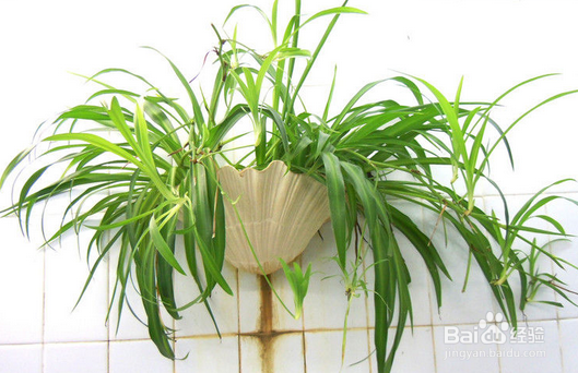 卫生间异味如何去除？