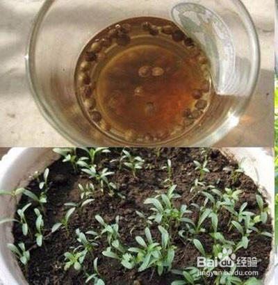 香菜种植方法和时间