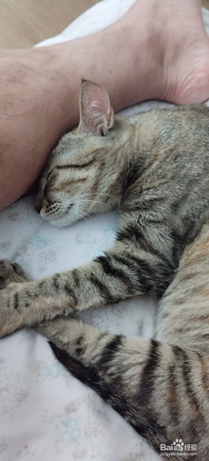 如何提高猫咪对主人的好感，提升粘人程度