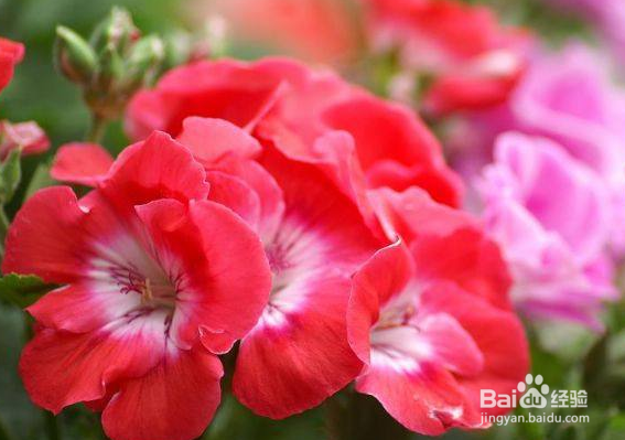 石蜡红盆栽怎么养