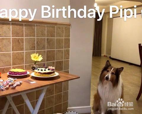 宠物蛋糕的做法