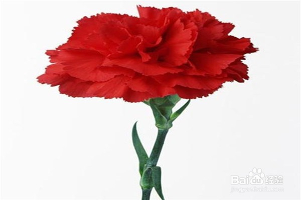 康乃馨的养殖方法和注意事项