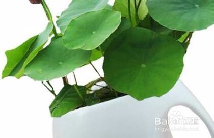 盆栽植物怎么养?