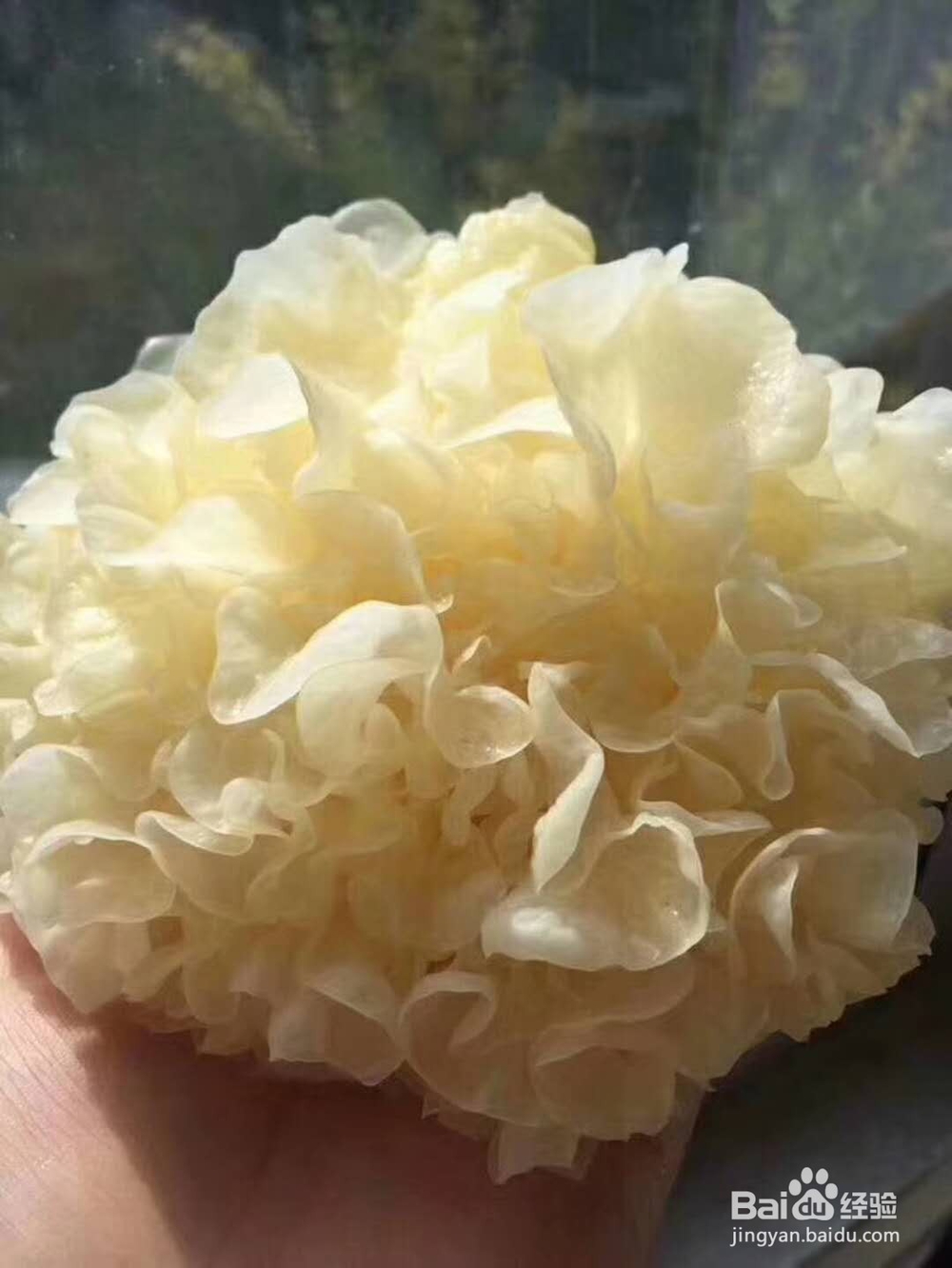 怎样辨别银耳的好坏