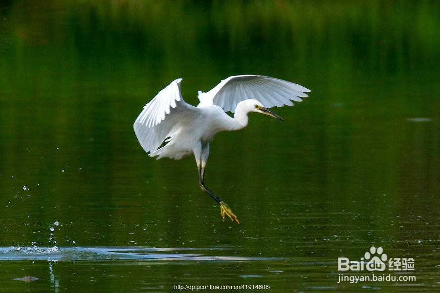 白鹭的脚有什么作用