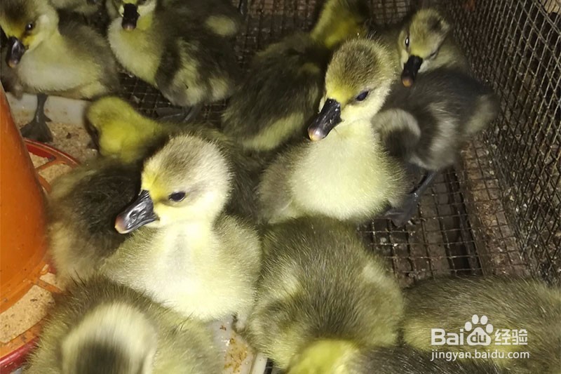 大雁养殖经验