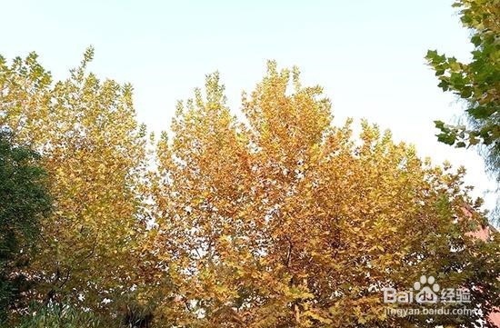 半年打磨时尚良品 魅族PRO 6S评测