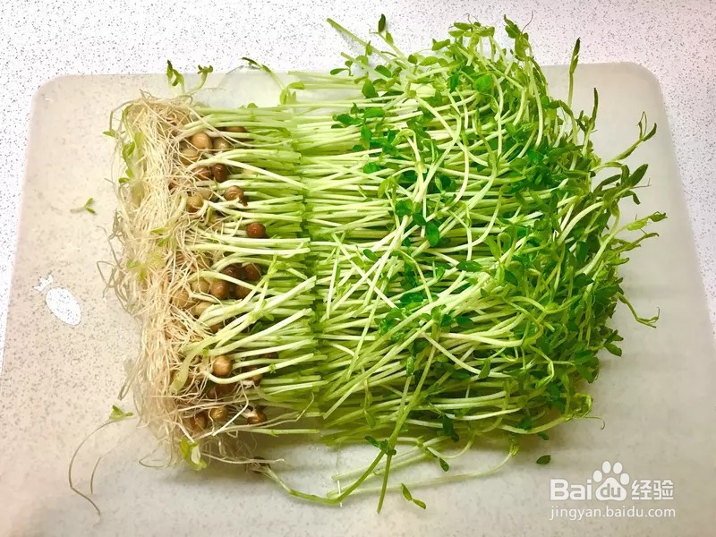 怎样做出家常菜系列之豆苗炒虾仁