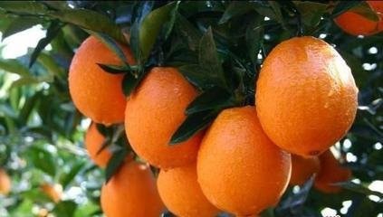 如何挑选新鲜、好吃的食材