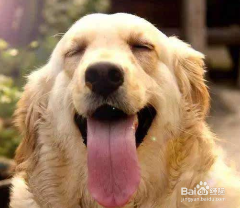 金毛犬怎样训练 重要的一点是有爱心