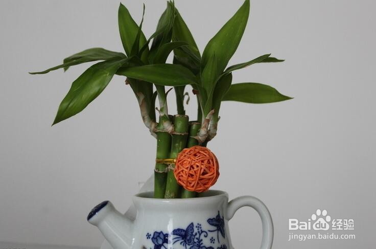富贵竹的根须太多怎么处理?