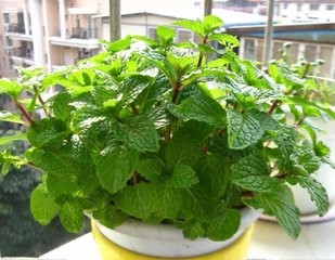 如何种植薄荷