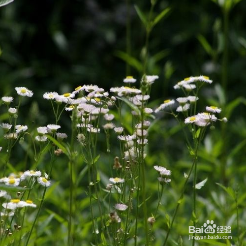 一年蓬的培育方法和注意事项