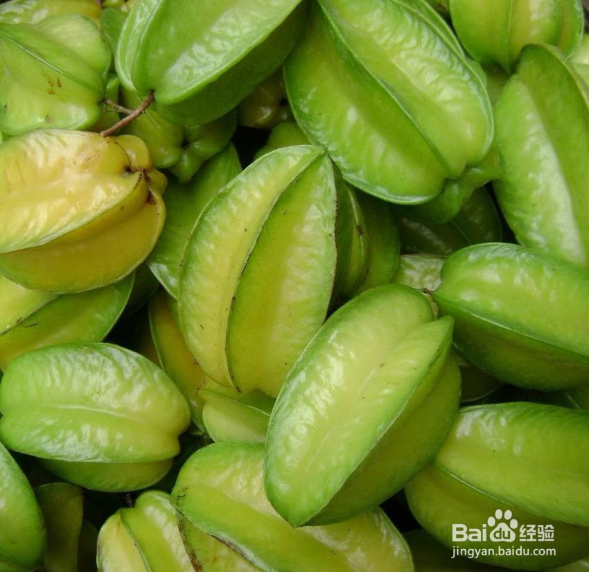 杨桃种子能做盆栽吗