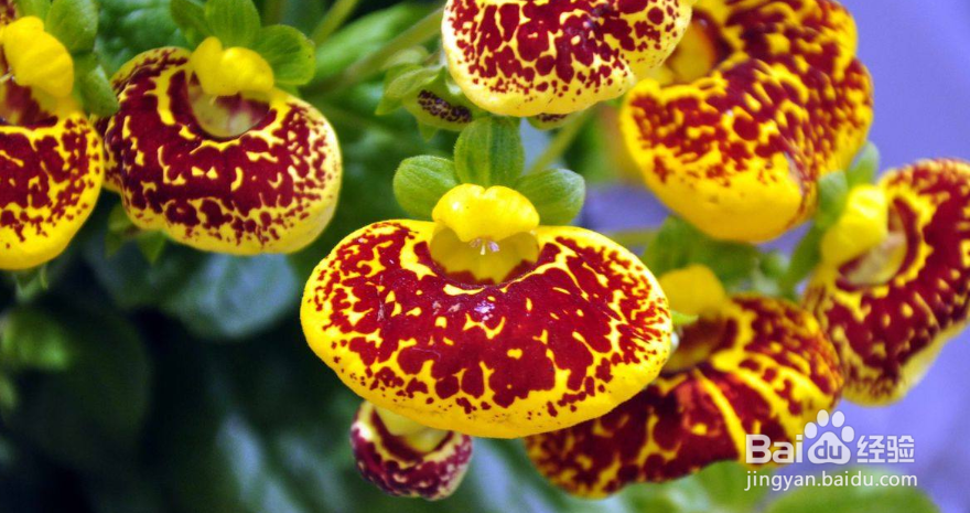 养蒲包花有哪些注意事项