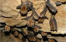 蝙蝠怎么繁殖后代