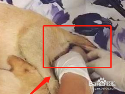 狗狗有效的催产方法