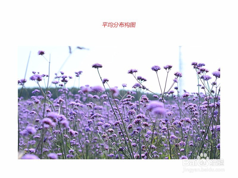 手机拍照怎么拍比较好看，要怎么构图呢？