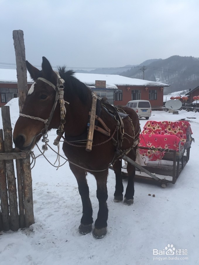 越是冬天越是去北方很合适