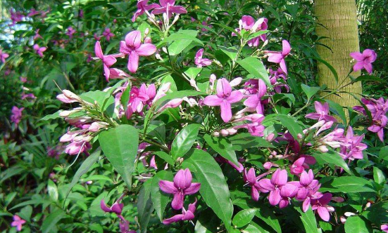 早秋有什么树开花，有什么花开花