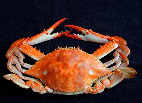 梭子蟹吃什么部位