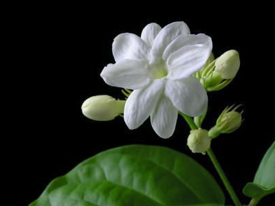 什么花的颜色是白色的