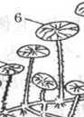 认识莲藕的生物学特征