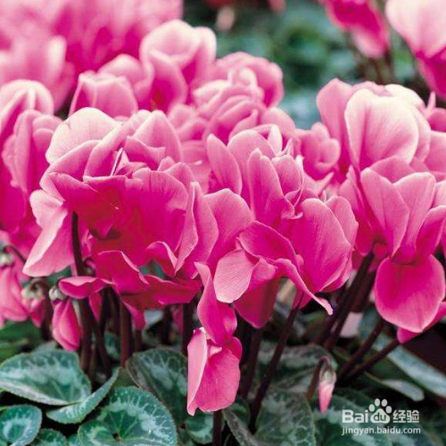 仙客来叶子变黄了怎么办？