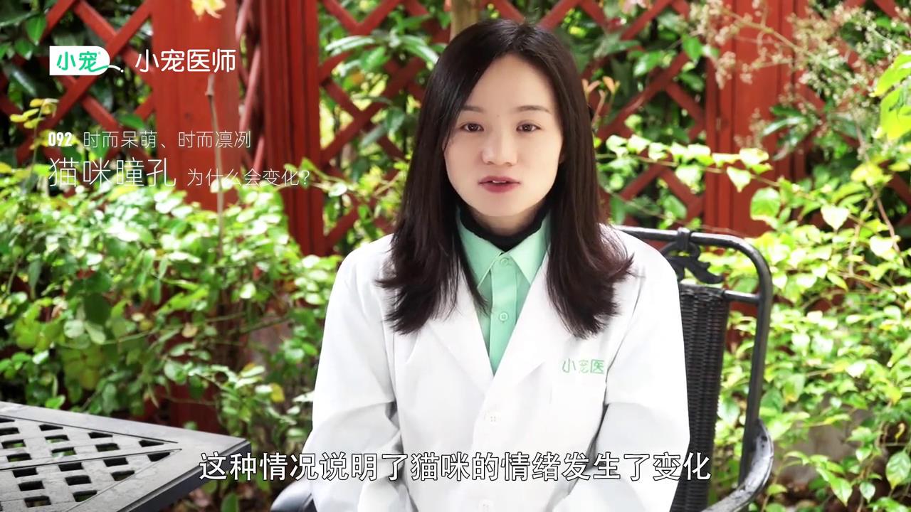 猫咪瞳孔为什么会变化