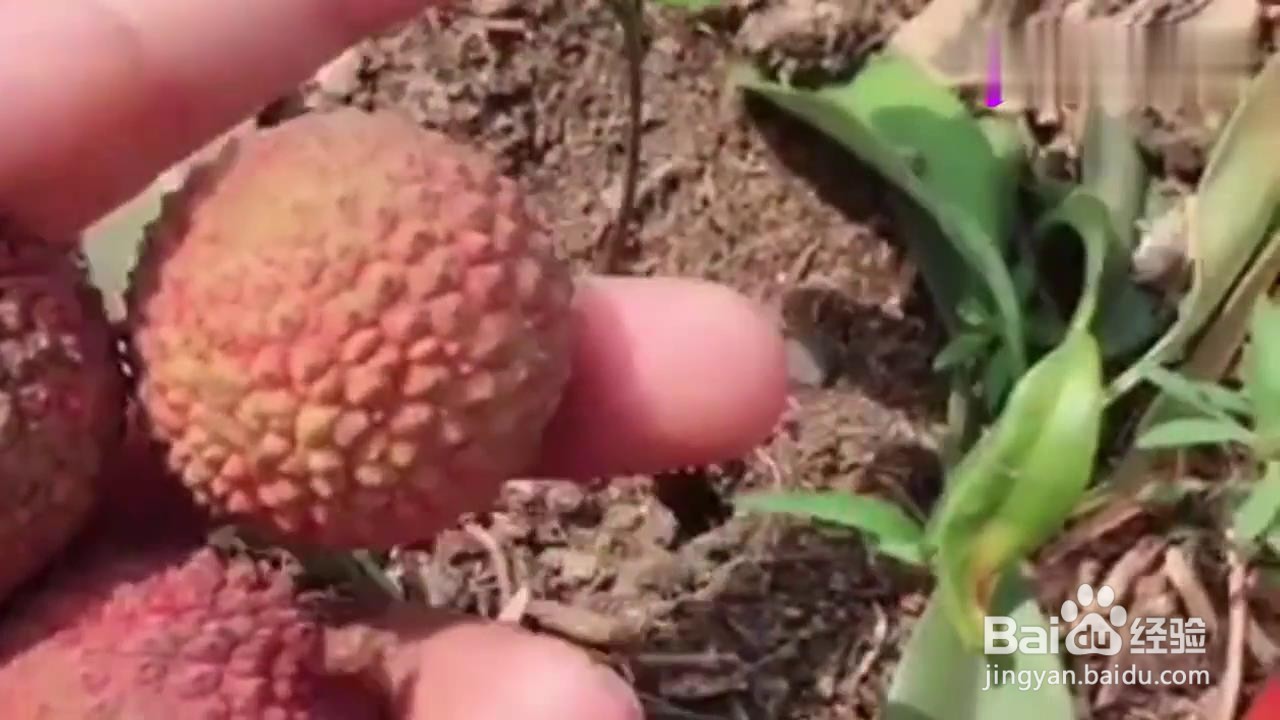 如何在家种植荔枝盆栽