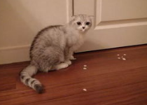猫一直吐怎么办